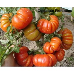 Tomatensamen Riesentomate COSTOLUTO FIORENTINO