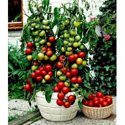 Tomat frön Balkonzauber
