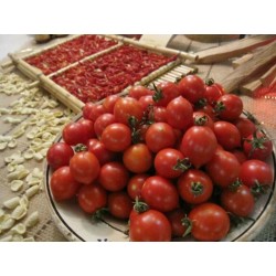 Σπόροι ντομάτας FIASCHETTO