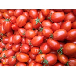 Sementes De Tomate Italiano FIASCHETTO