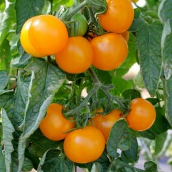 Tomat Frön Goldene Königin