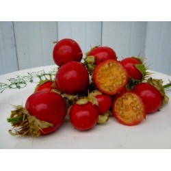 Litchi Tomato 5000 Sementes - Morelle de Balbis