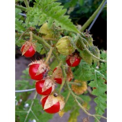 Litchi Tomato 1000 Seed - Morelle de Balbis