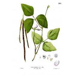 Sementes de FEIJÃO MIÚDO (Vigna unguiculata)