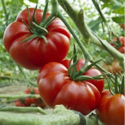 Sementes de Tomate MARMANDE Beefsteak