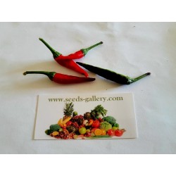 Hot Chilli Pepper PURPLE CAYENNE Seeds
