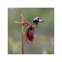 Sementes de Orquídea PATO-VOADOR (Caleana Major)