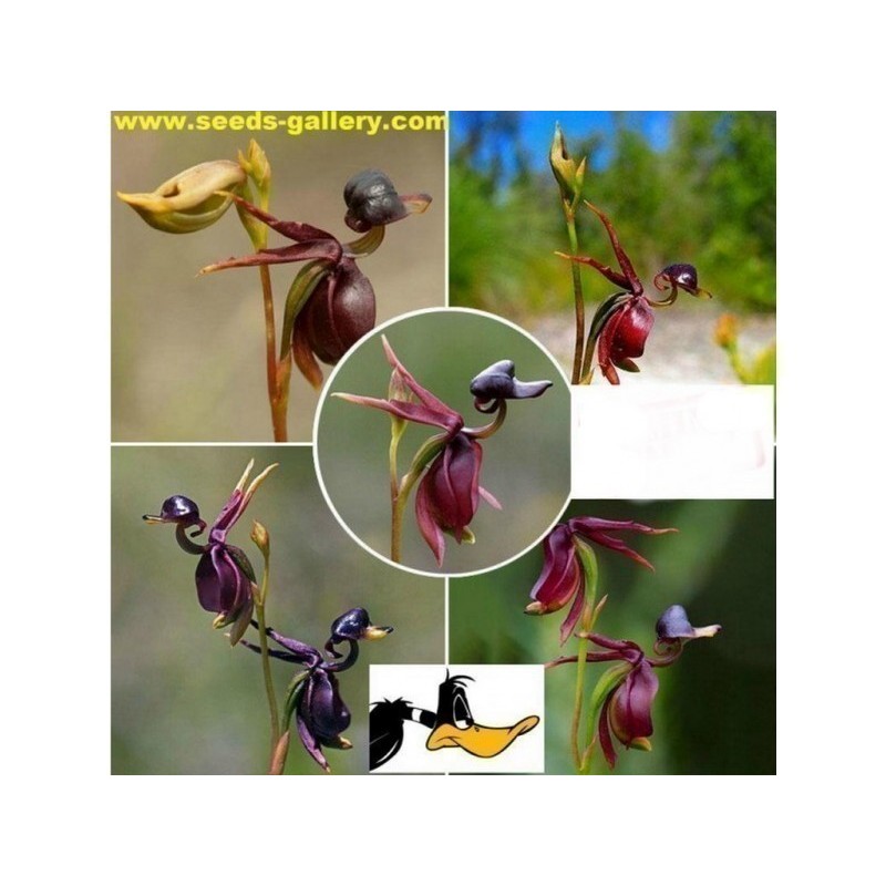 FLYING DUCK ORCHID Seeds