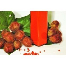 Annatto, Lipstick Tree Seeds (Bixa orellana)