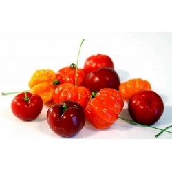 Visnja Barbadosa Seme - Barbados Cherry (Malpighia glabra)