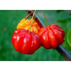 Barbadoskörsbär eller Acerola Frön (Malpighia glabra) tropisk frukt