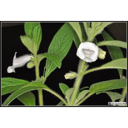 White Sesame Seed (Sesamum indicum)