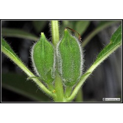 Weiße Sesam Samen (Sesamum indicum)