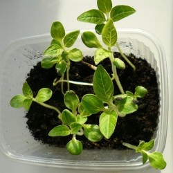 Vit Sesam växt frön (Sesamum indicum)