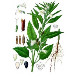Seme Belog Susama  (Sesamum indicum)