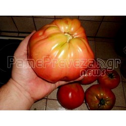 Giant Beefsteak Greek Tomato Seeds PREVEZA