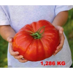 Giant Beefsteak Greek Tomato Seeds PREVEZA