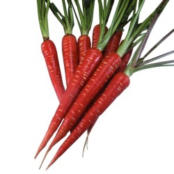 Carrot Seeds Atomic Red