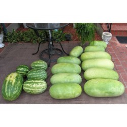 Wassermelone Samen Charleston Gray