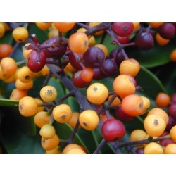 Sementes de CHEFLERA-PEQUENA (Schefflera arboricola)