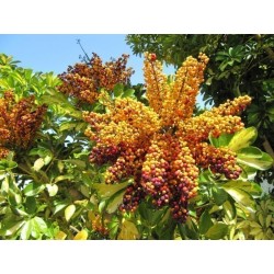 Sementes de CHEFLERA-PEQUENA (Schefflera arboricola)