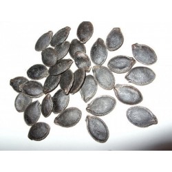 Semillas de cidra cayote, calabaza de cidra (Cucurbita ficifolia)