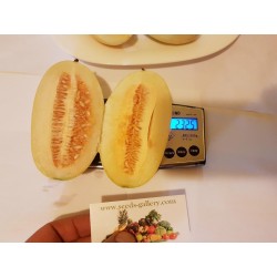 Graines de melon indienne KACHRA (Cucumis callosus)