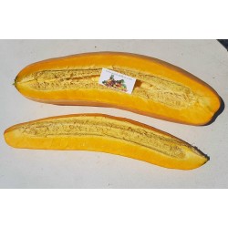 Jättepumpa - Squash Fröer Jumbo Pink Banana