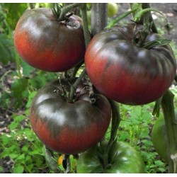 Sementes de tomate BLACK FROM TULA