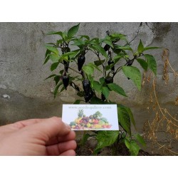 Σπόροι Τσίλι - πιπέρι Serrano Purple