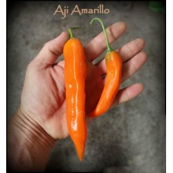 Aji Amarillo - Peruvian Chili Pepper Seeds