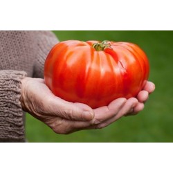 Sementes de tomate gigante MORTGAGE LIFTER