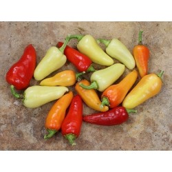 Hot Chilli Pepper Seeds SANTA FE GRANDE - GUERO