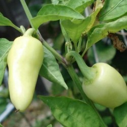 CALORO Chili Samen (Capsicum annuum)