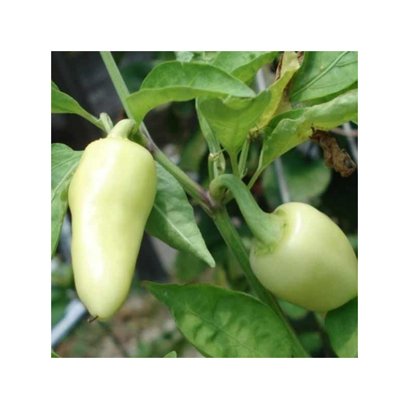 Hot Chilli Pepper Seeds CALORO (Capsicum annuum)