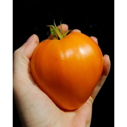 Tomat fröer GERMAN ORANGE STRAWBERRY