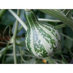 Graines de Courge ornementale DANCING - SPINNING