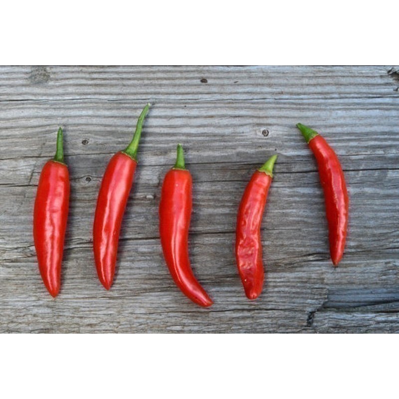 ONZA Hot Chilli Pepper Seeds
