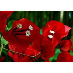 Bougainvillea - Drillingsblume Violett und Rot Samen