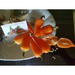 Orange Pyramid Chili Seeds (Capsicum annuum)