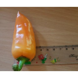 Orange Pyramide Chili Samen (Capsicum annuum)