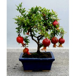 Dwarf Pomegranate Seeds (Punica granatum Nana)
