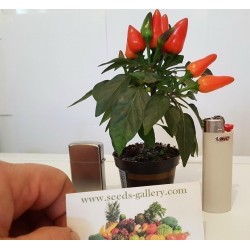 Semi di Mini Peperoncino Ornamentali - multicolore