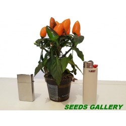 Ornamental Hot Mini Chili Seeds - Multicolour