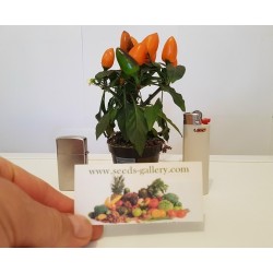 Semi di Mini Peperoncino Ornamentali - multicolore