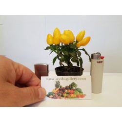 Scharfe Mini Zier Chili Samen - Mehrfarbig