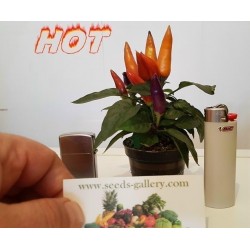 Καλλωπιστικά Hot Mini Τσίλι Σπόροι - Πολύχρωμος