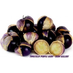 Σπόροι Tomatillo Physalis philadelphica Purple