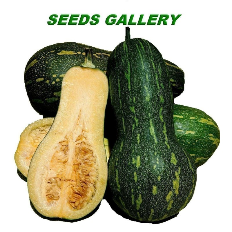 Long of Naples Squash Seeds
