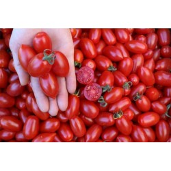 Tomatfröer DONATELLA